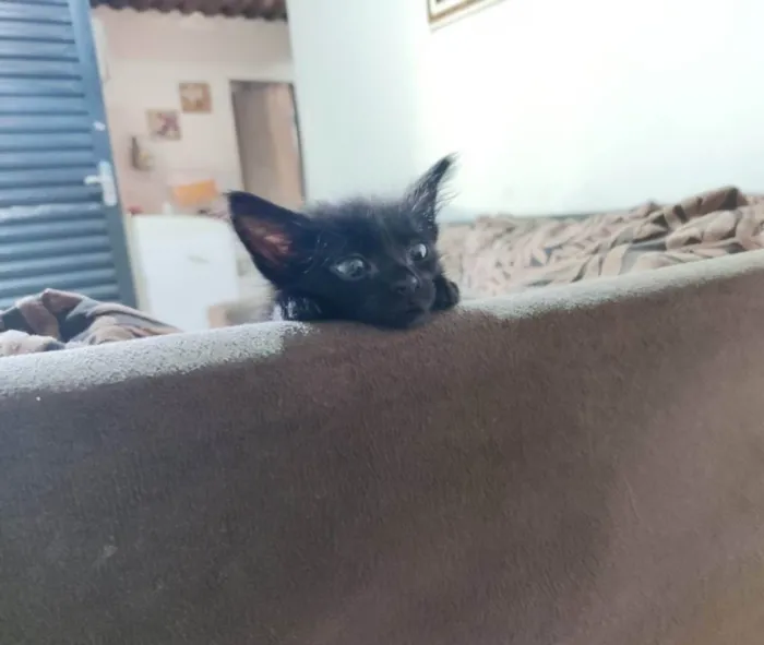 Gato ra a SRD idade 2 a 6 meses nome Sem Nome