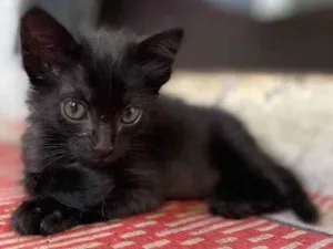 Gato raça SRD idade 2 a 6 meses nome Sem Nome