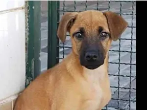 Cachorro raça Srd idade 2 a 6 meses nome Sem nome