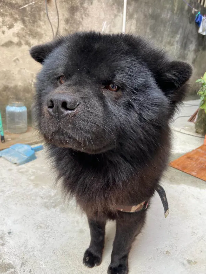 Cachorro ra a Chow chow  idade 2 anos nome Marshall 