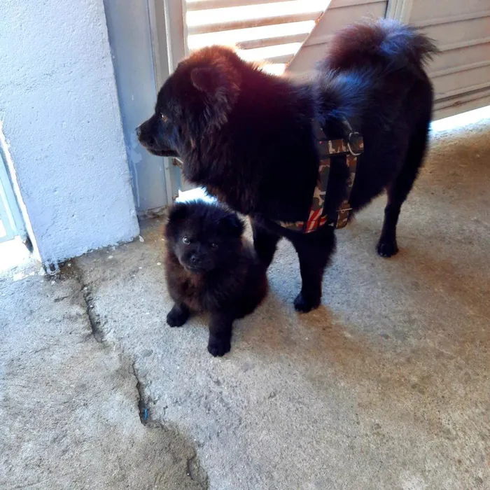 Cachorro ra a Chow chow  idade 2 anos nome Marshall 