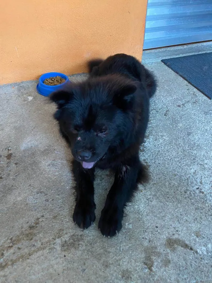 Cachorro ra a Chow chow  idade 2 anos nome Marshall 