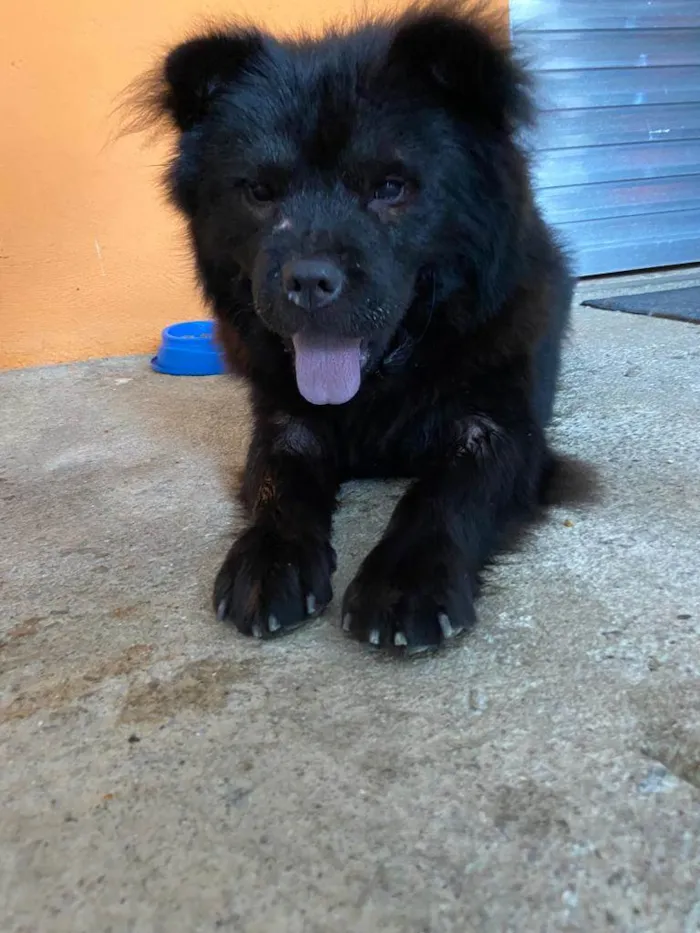 Cachorro ra a Chow chow  idade 2 anos nome Marshall 