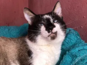 Gato raça Srd idade 2 anos nome Felix 