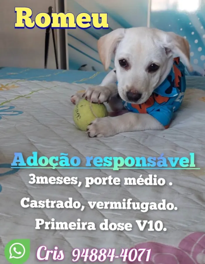 Cachorro raça Srd idade  nome Romeu 
