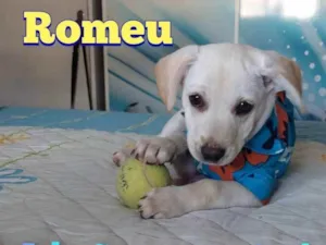 Cachorro raça Srd idade  nome Romeu 