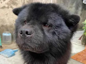 Cachorro raça Chow chow  idade 2 anos nome Marshall 