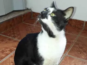 Gato raça Não sei  idade 2 anos nome Manchinha 