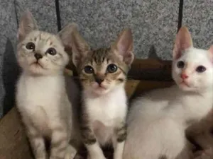 Gato raça Srd idade Abaixo de 2 meses nome Milk