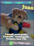 Cachorro raça Srd idade 2 a 6 meses nome Juan