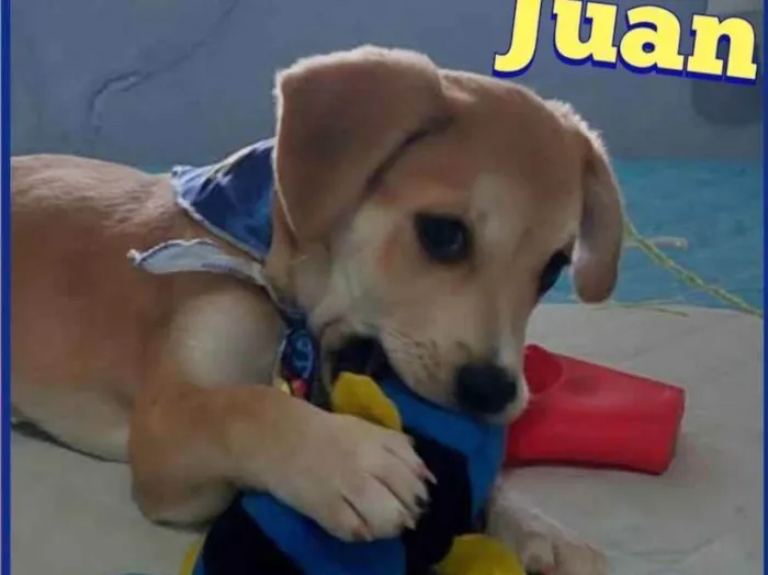 Cachorro raça Srd idade 2 a 6 meses nome Juan