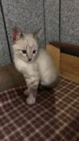 Gato raça Srd idade Abaixo de 2 meses nome Cadu