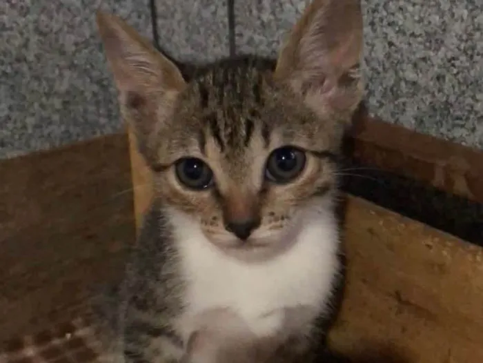 Gato raça Srd idade Abaixo de 2 meses nome Cacau