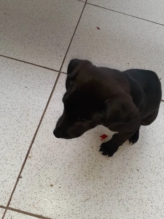 Cachorro ra a Vira Lata  idade 2 a 6 meses nome Bingo 