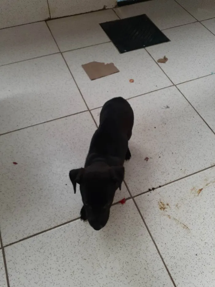 Cachorro ra a Vira Lata  idade 2 a 6 meses nome Bingo 