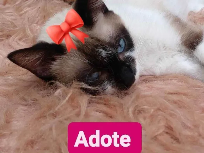 Gato ra a Siamês  idade 1 ano nome ZOE