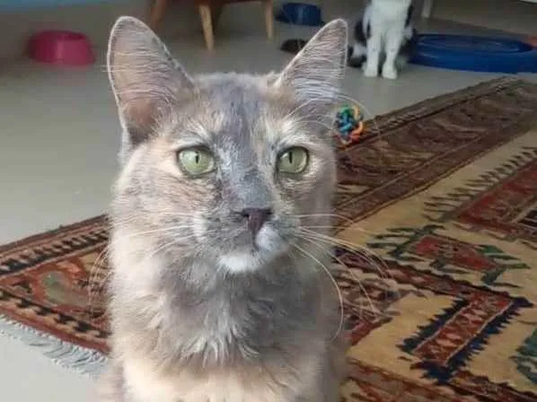 Gato ra a srd escaminha  idade 7 a 11 meses nome SUZY