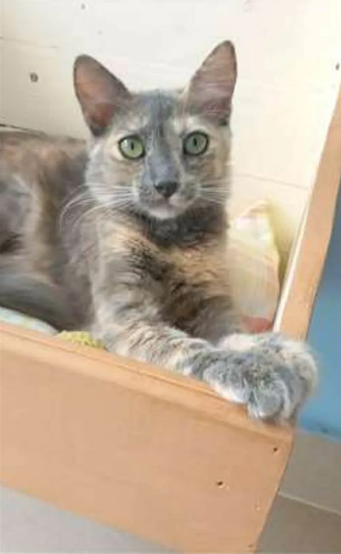Gato ra a srd escaminha  idade 7 a 11 meses nome SUZY