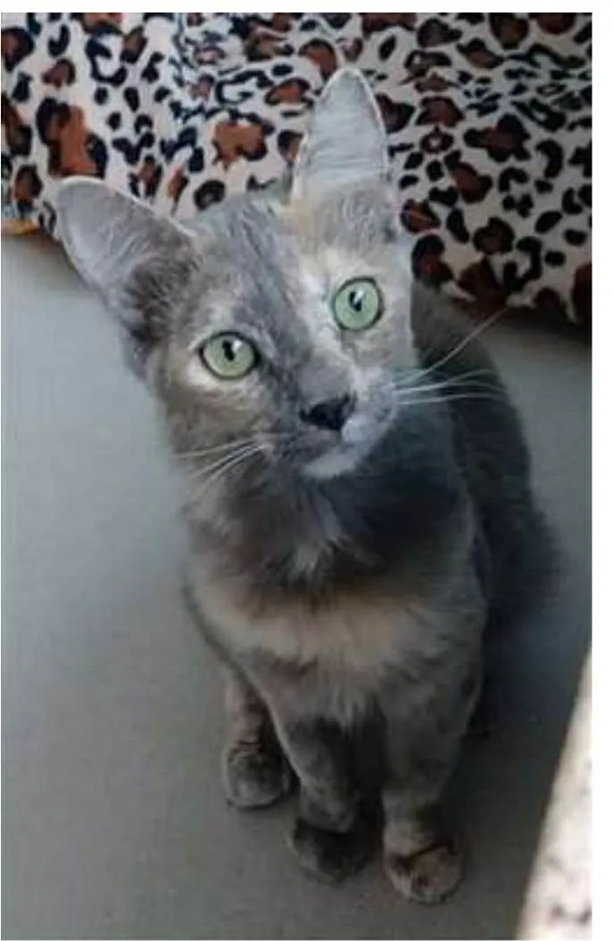 Gato ra a srd escaminha  idade 7 a 11 meses nome SUZY