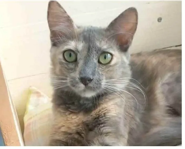 Gato ra a srd escaminha  idade 7 a 11 meses nome SUZY