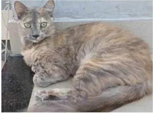 Gato raça srd escaminha  idade 7 a 11 meses nome SUZY
