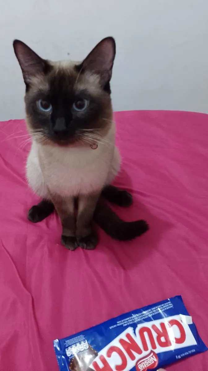 Gato ra a Siames idade 2 anos nome Yong
