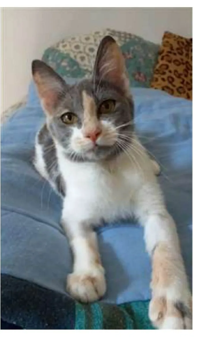 Gato ra a srd tricolor idade 2 a 6 meses nome SOPHIA