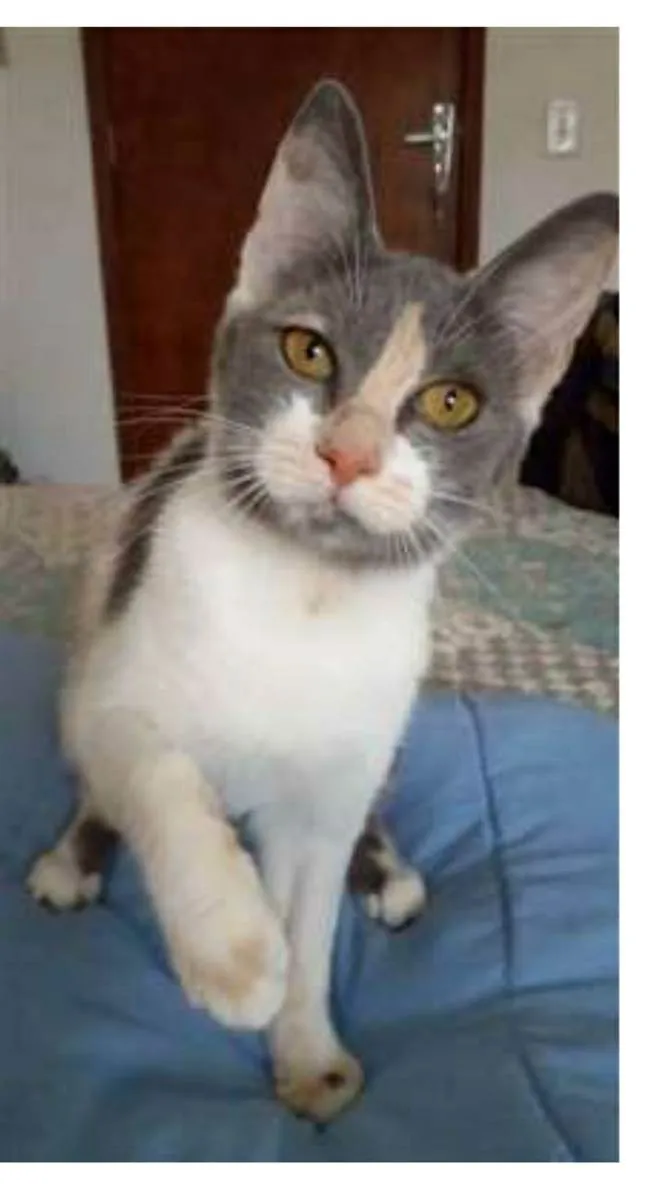 Gato ra a srd tricolor idade 2 a 6 meses nome SOPHIA