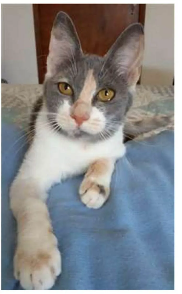 Gato ra a srd tricolor idade 2 a 6 meses nome SOPHIA