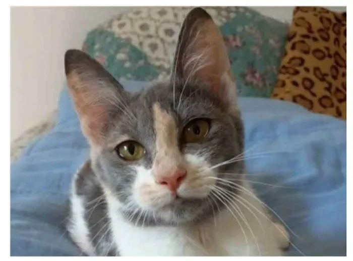 Gato ra a srd tricolor idade 2 a 6 meses nome SOPHIA