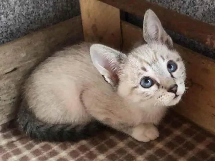 Gato raça Srd idade Abaixo de 2 meses nome Cadu