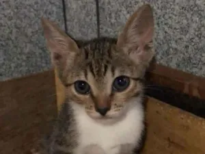 Gato raça Srd idade Abaixo de 2 meses nome Cacau