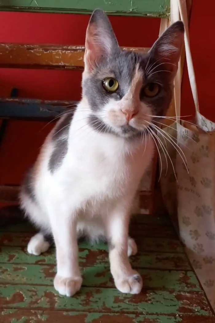 Gato ra a srd tricolor idade 2 a 6 meses nome SOPHIA