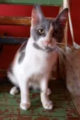 SOPHIA
