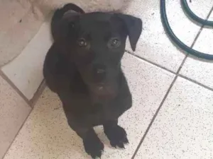 Cachorro raça Vira Lata  idade 2 a 6 meses nome Bingo 