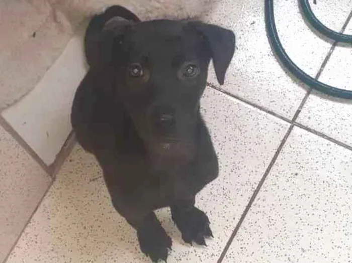 Cachorro ra a Vira Lata  idade 2 a 6 meses nome Bingo 