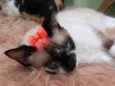 ZOE