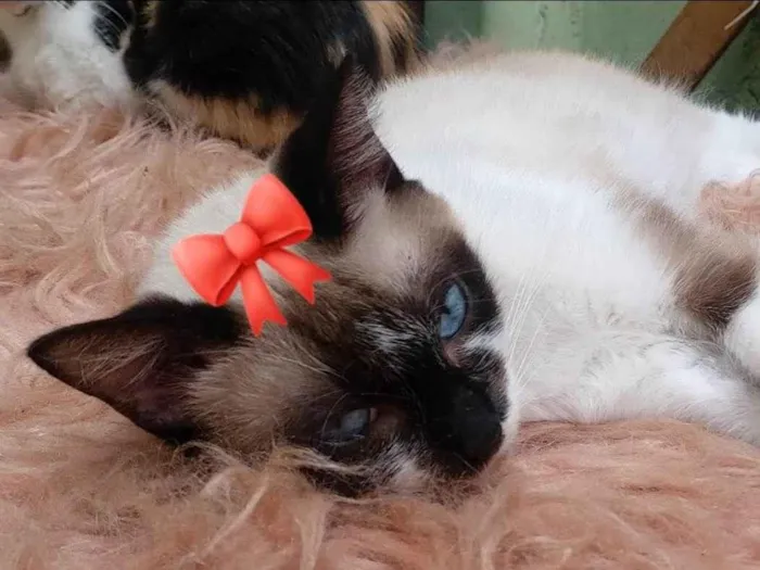 Gato ra a Siamês  idade 1 ano nome ZOE