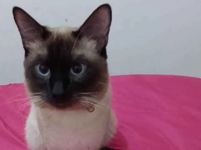 Gato ra a Siames idade 2 anos nome Yong