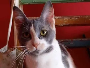 Gato raça srd tricolor idade 2 a 6 meses nome SOPHIA