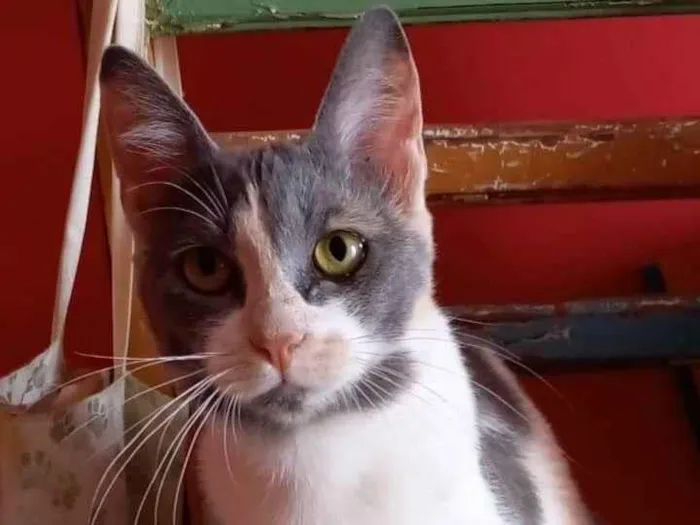 Gato ra a srd tricolor idade 2 a 6 meses nome SOPHIA