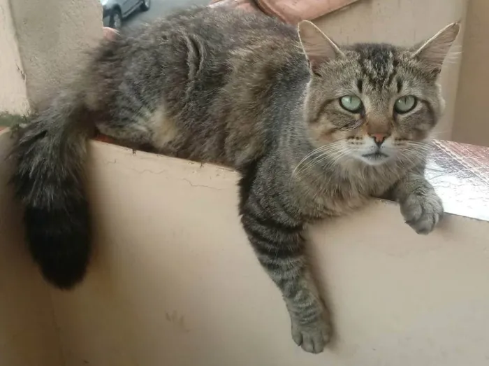 Gato raça SRD idade 2 anos nome Sem nome