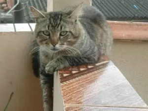 Gato raça SRD idade 2 anos nome Sem nome