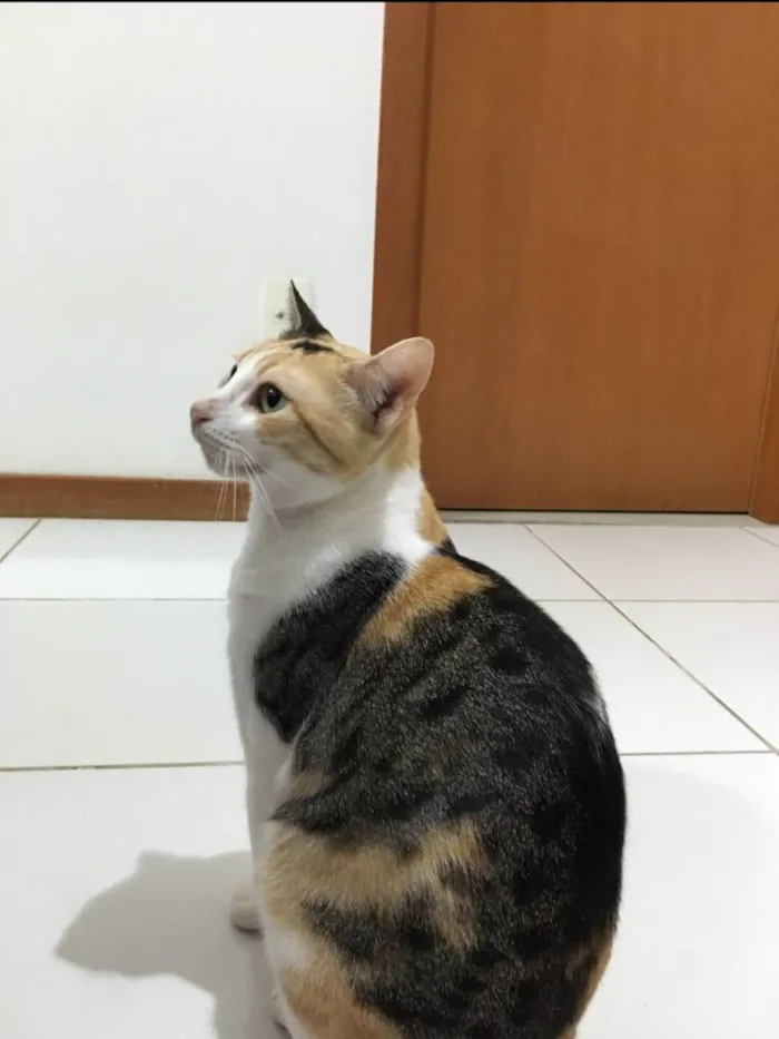Gato raça Sem Raça definida  idade 2 a 6 meses nome Alexa