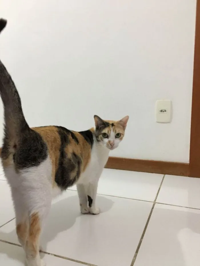 Gato raça Sem Raça definida  idade 2 a 6 meses nome Alexa