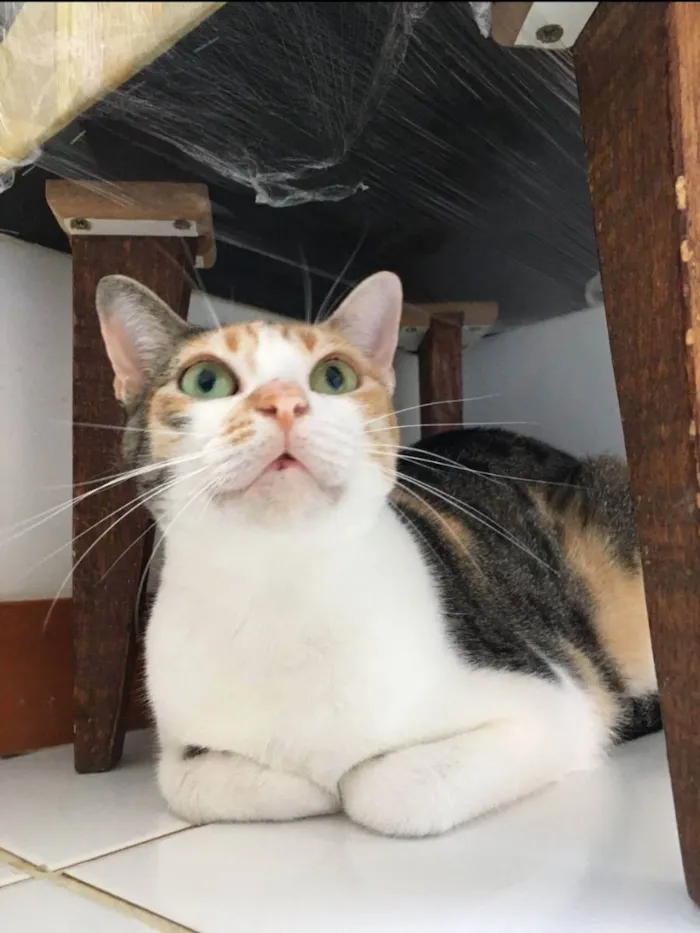 Gato raça Sem Raça definida  idade 2 a 6 meses nome Alexa