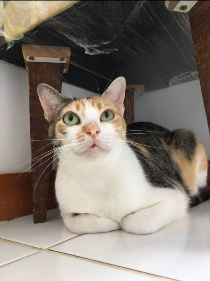 Gato raça Sem Raça definida  idade 2 a 6 meses nome Alexa