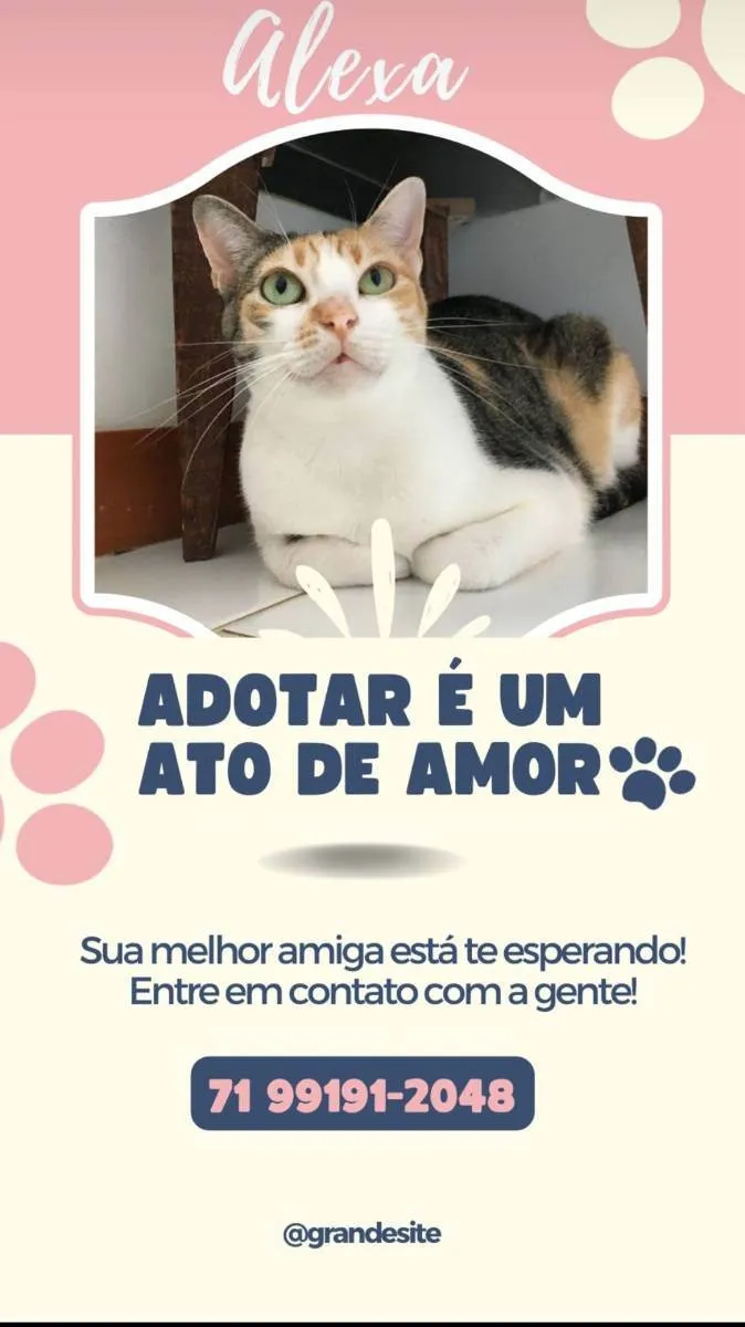 Gato raça Sem Raça definida  idade 2 a 6 meses nome Alexa