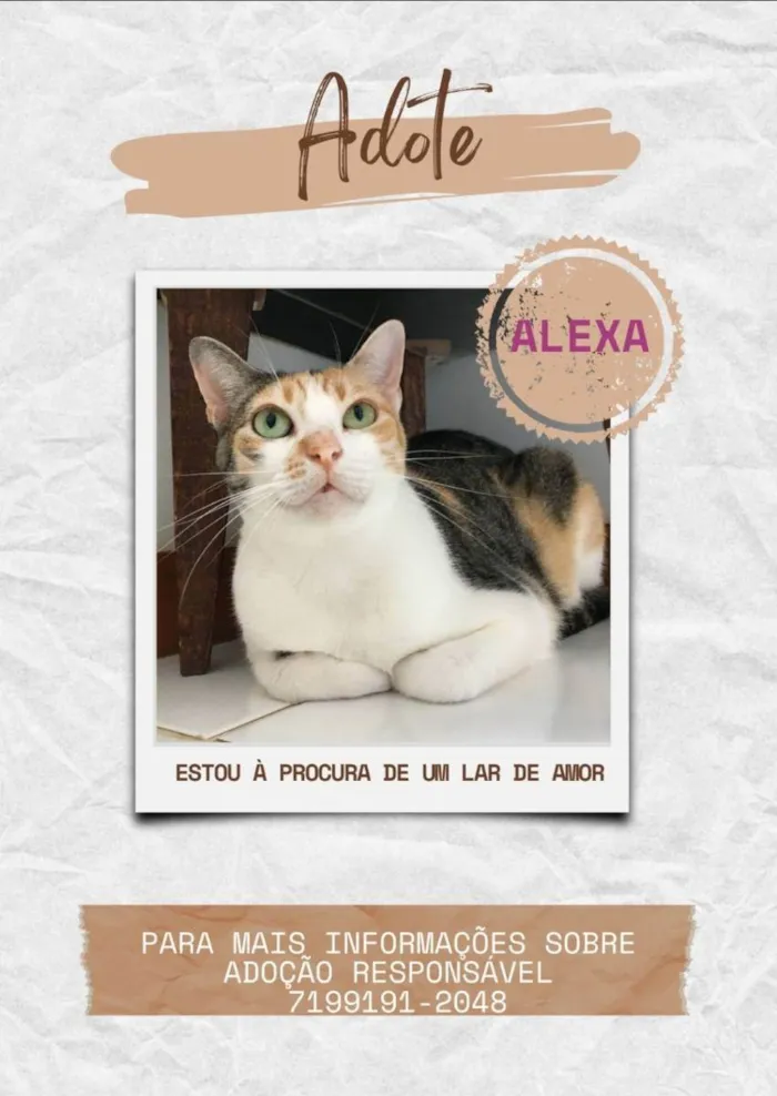 Gato raça Sem Raça definida  idade 2 a 6 meses nome Alexa