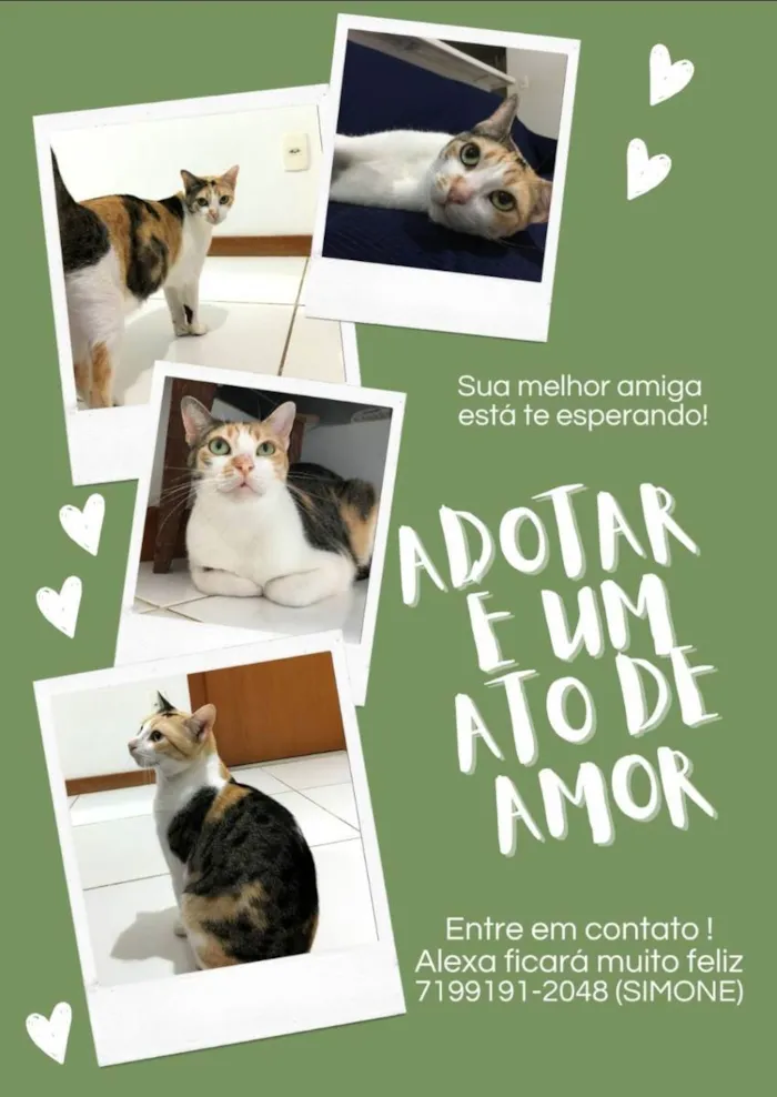 Gato raça Sem Raça definida  idade 2 a 6 meses nome Alexa